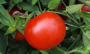 Resolute Tomato (Pelleted)