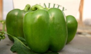 Revolution (Not Treated)