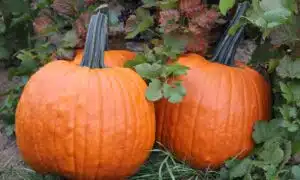 Rhea Pumpkin (Farmore)