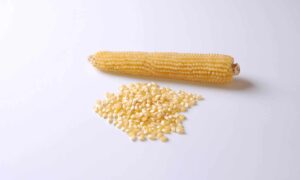 Robust White Popcorn (Cruiser Treated Seeds)