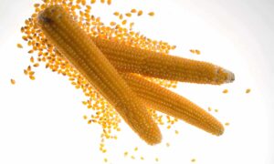 Robust Yellow Popcorn (CRUISER TREATED SEED)