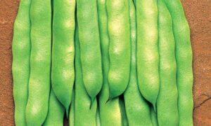 Roma II Green Pod Bush Bean (Non-Treated Seed)