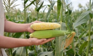 Rosie Sweet Corn (Cruiser Treated)