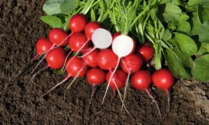 Rover Radish (Not Treated)