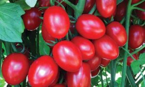 Ruby Crush Tomato (Not Treated)