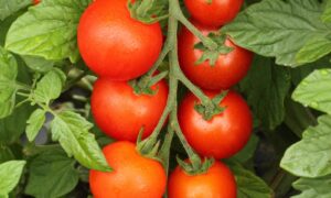 Sakura Tomato (Organic)