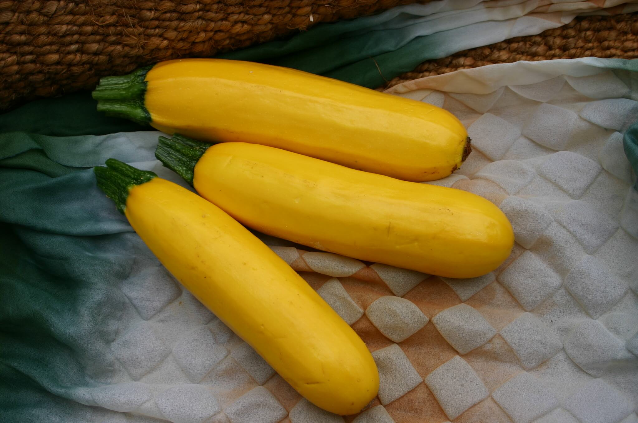 Fresh Italian Golden Zucchini Squash Seeds-M 090 Details about   25