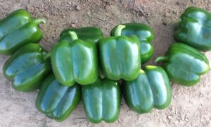 SDY 48 Bell Pepper (Primed)