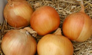 Sherman Onion (Treated Seed)