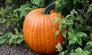 Spartan Pumpkin (Farmore)