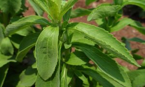 Stevia Candy (Organic)