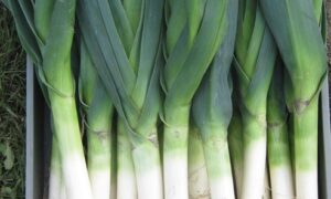 Surfer Leek (Primed & Pelleted)