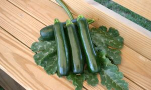 SW123 Zucchini (Farmore)