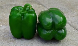 Samurai S10® Bell Pepper (Treated Seed)