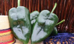 San Ardo Poblano Pepper (Not Treated)