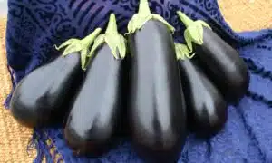 Santana Eggplant (Not Treated)