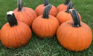 Secretariat Pumpkin (Farmore)