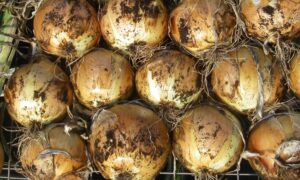 Sedona Onion (Treated Seed)