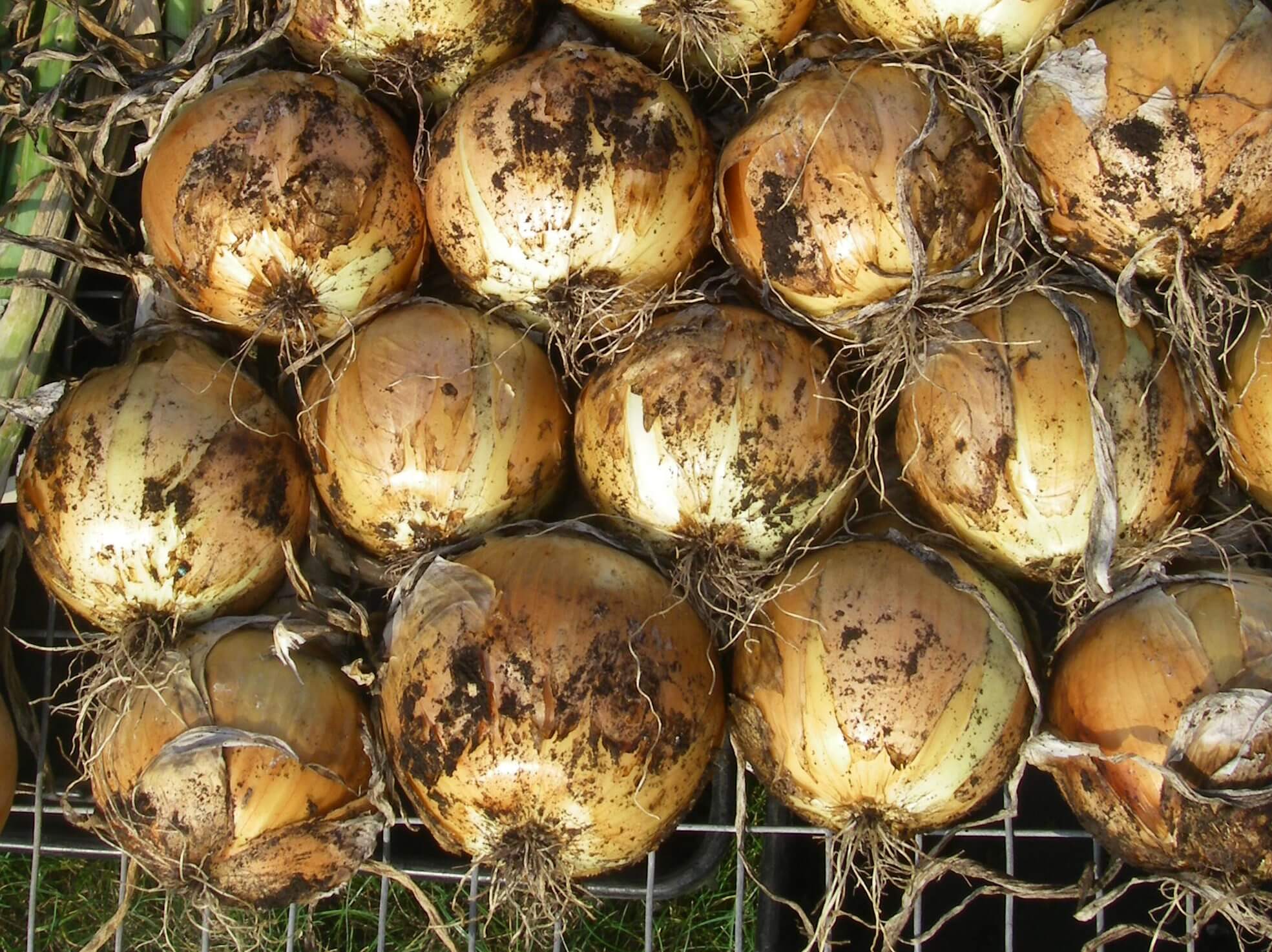 Sedona Onion (Treated Seed) Seedway