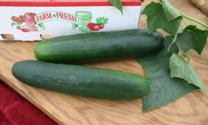 Senor Cucumber (Farmore Treated)