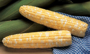 Serendipity Sweet Corn (Cruiser Treated)