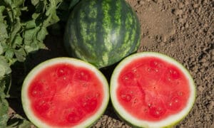 Serval Watermelon (Not Treated)