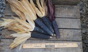 Shades of Blue Ornamental Corn (Not Treated)