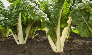 Silverado Swiss Chard (Treated Seed)