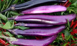 Slim Purple Eggplant (Not Treated)