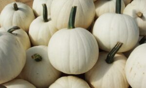 Snowball Pumpkin (Farmore)
