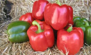 Socrates X3R Bell Pepper (Treated Seed)