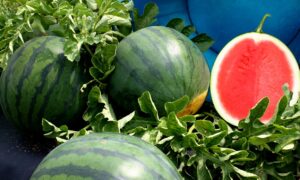 Sorbet Watermelon (Treated Seed)