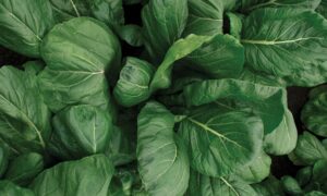 Southern Green Turnip (Not Treated)