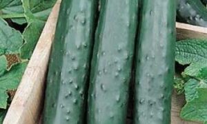 Speedway Cucumber (Farmore Treated)