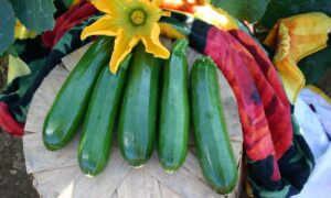 Spineless Perfection Zucchini (Farmore)