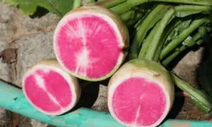 Starburst Watermelon Radish (Treated Seed)