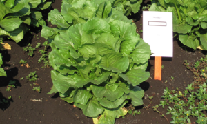 Stryker (Primed & Pelleted)