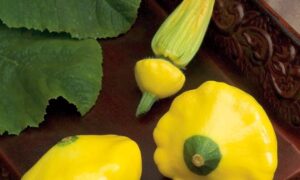 Sunburst Squash (Farmore)