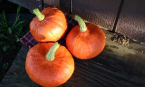 Sunshine Squash (Treated Seed)