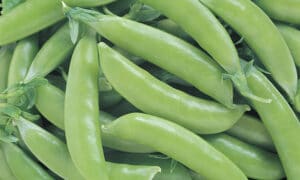 Super Sugar Snap Peas (Not Treated)