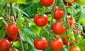 Super Sweet 100 (Treated Seed)