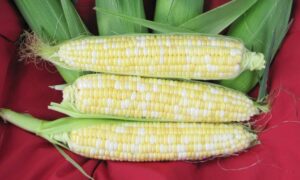 Sweetness Sweet Corn (Cruiser Treated)