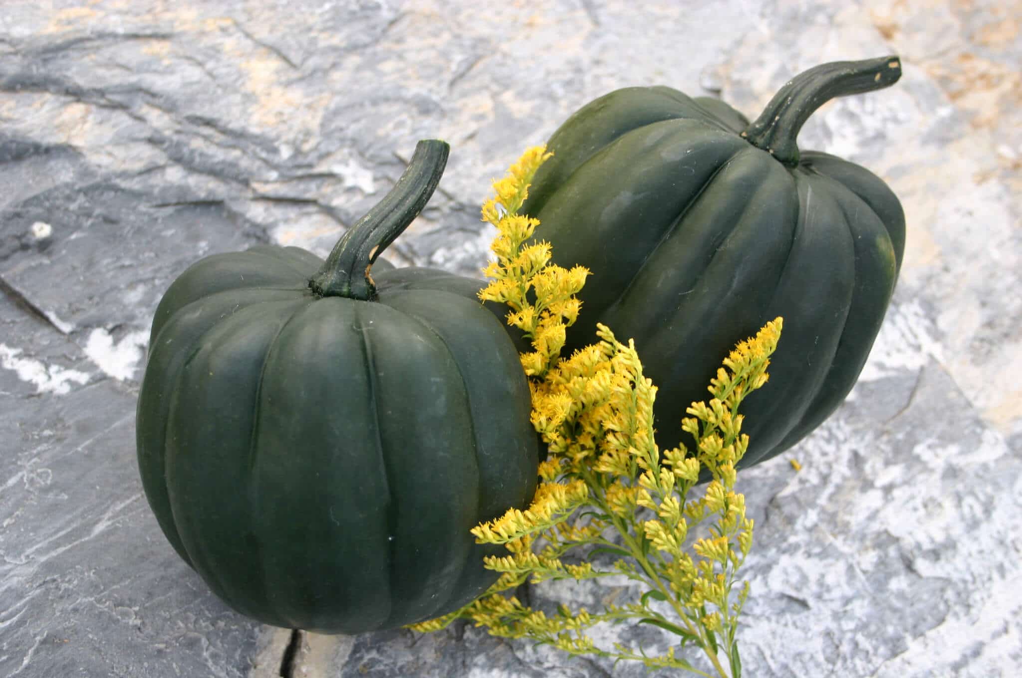 Tay Belle PM Squash (Farmore)