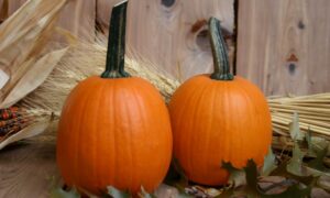 Touch Of Autumn Pumpkin (Farmore)