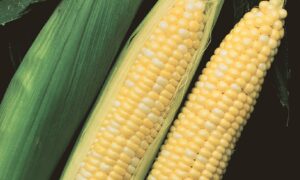 Temptation Sweet Corn (Cruiser Treated)