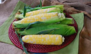 Temptress Sweet Corn (Cruiser Treated)