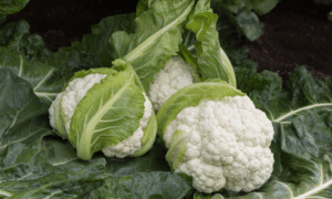 Toledo Cauliflower (Not Treated)