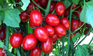 Ruby Crush Tomato (Pelleted)