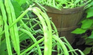 Top Pick Cream Cowpea (Not Treated)