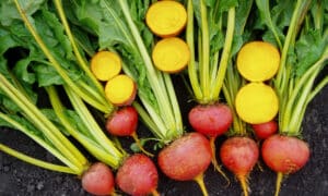 Touchstone Gold Beet (Not Treated)